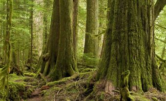 Western Red Cedar Rainforest